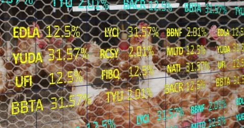 Financial Data Interface Over Chickens at Farm