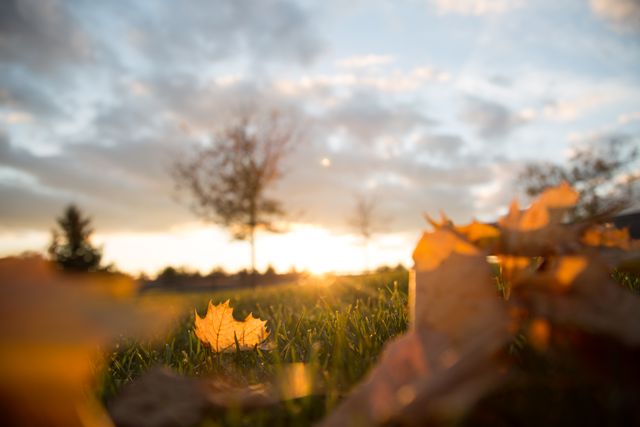 Yellow autumn leaves on grassy field during sunset, with trees and cloudy sky in background. Perfect for seasonal nature content, wallpapers, outdoor blogs, and fall-themed projects.