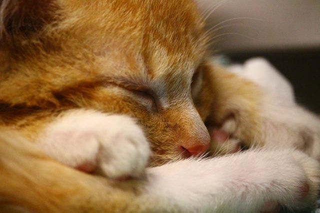 Close-Up of Adorable Sleeping Orange Kitten Curled Up - Download Free Stock Photos Pikwizard.com