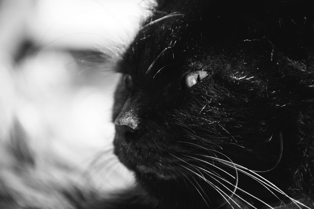 Black Cat Profile in Black and White Close Up - Download Free Stock Photos Pikwizard.com
