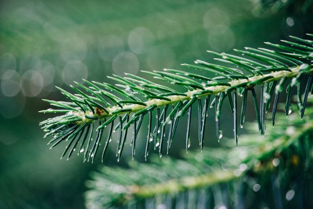 Close up of pine tree branch with dew drops clinging to the needles. This image can be used for nature blogs, environmental content, calming backgrounds, wallpapers, or promoting outdoor activities. The dewdrops provide a sense of freshness and tranquility, making it suitable for relaxation themes.