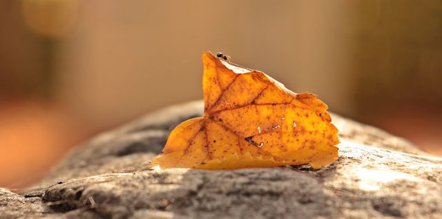 Yellow autumn leaf resting on sunlit rock. Great for seasonal themes, backgrounds, nature concepts, and autumn promotions.