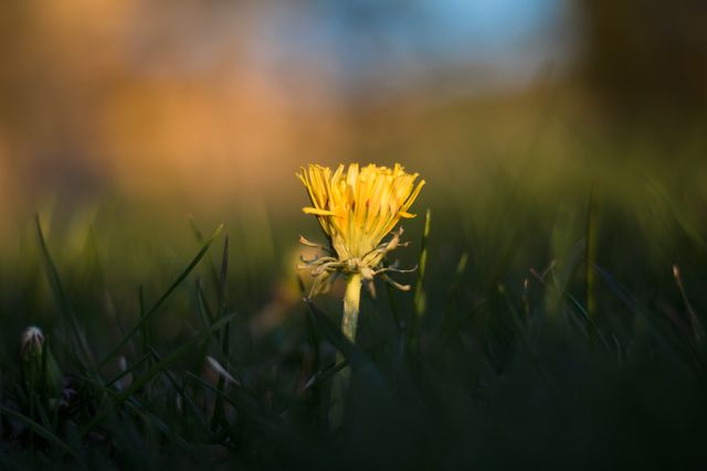 Flower golden hour grass nature - Download Free Stock Photos Pikwizard.com