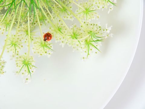 Ladybug Crawling on Delicate Queen Anne's Lace Flower