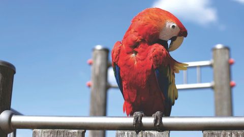 Colorful red bird parrot sitting on wooden bar against blue sky