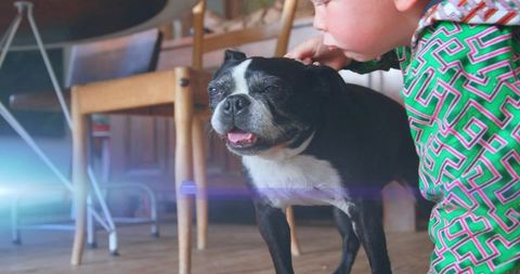 Child and boston terrier bonding in cozy home interior