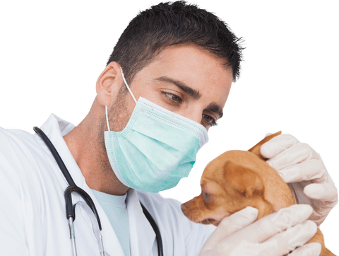 veterinarian examining chihuahua puppy on transparent background - Download Free Stock Videos Pikwizard.com