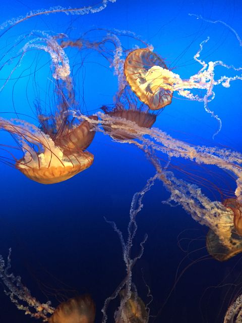 This captivating image of several jellyfish gently gliding through the deep blue ocean captures the serene and mesmerizing nature of underwater life. The vibrant colors and intricate patterns of the jellyfish tentacles create a visually stunning effect. Perfect for use in marine biology articles, educational materials, ocean conservation campaigns, or any content related to aquatic life and underwater beauty.