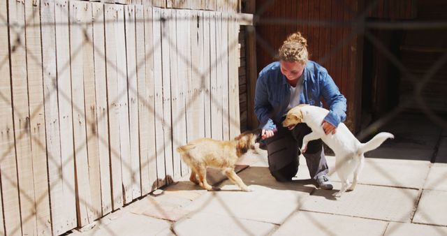 Caucasian woman petting dogs behind fence in sunny dog shelter. Animals, support and temporary home, unaltered.