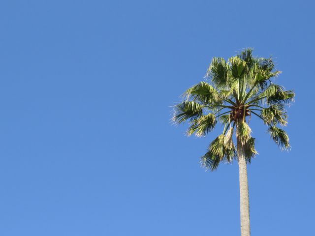 Palm tree standing tall under a clear blue sky captures a perfect summer scene. Ideal for travel brochures, nature-themed backgrounds, and environmental campaigns emphasizing tropical or vacation destinations.