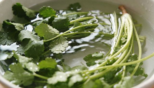 Floating fresh cilantro bunch soaking in bowl with water droplets closeup macro herb