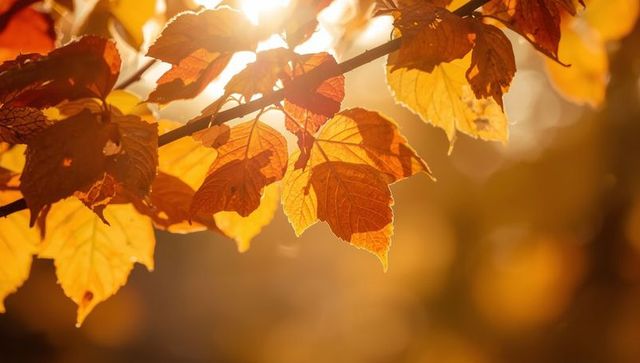 Golden autumn leaves illuminated by sunlight