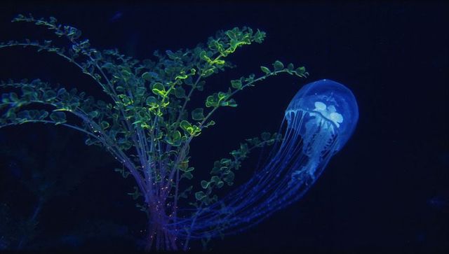 Mystical Jellyfish Gliding Near Luminous Marine Plants Underwater