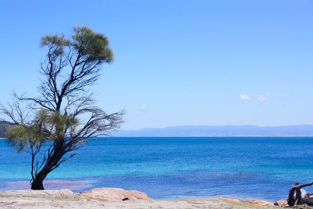 This serene scene captures a solitary tree standing by a turquoise sea under a clear blue sky. It conveys tranquility and natural beauty, perfect for travel, relaxation, and outdoor lifestyle themes. Ideal for use in nature and travel magazines, brochures, or websites promoting beach vacations and peaceful getaways.
