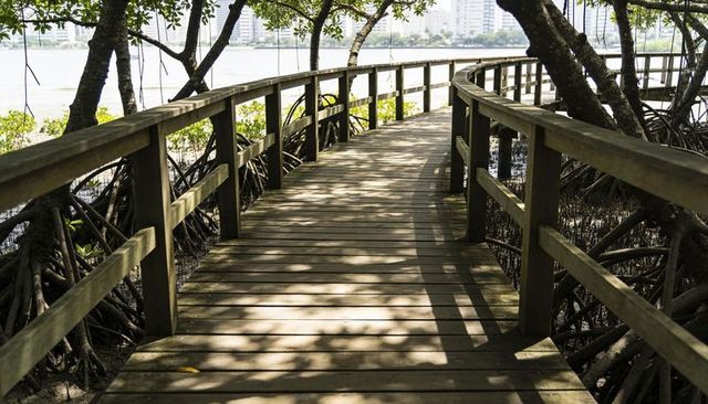 Sunlit wooden boardwalk winding through mangrove roots toward urban waterfront skyline