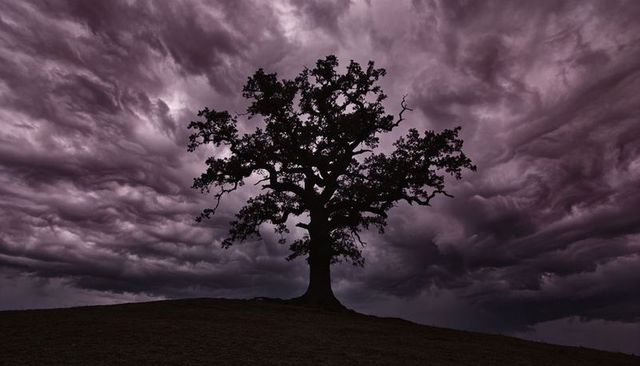 Swaying solitary oak standing on hill under swirling storm clouds at moody twilight