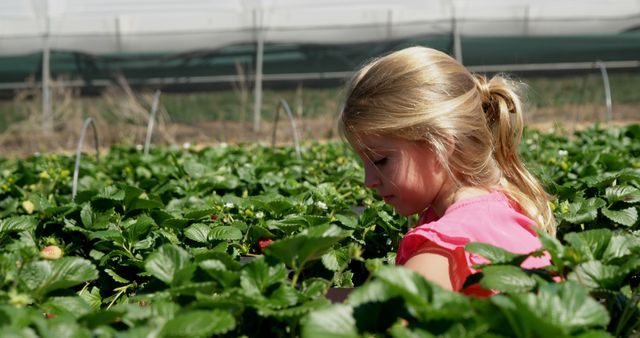 Young girl with blonde hair picking strawberries on sunny day in green field. Appears to be spring or summer time. Ideal for agriculture, farming, harvesting, outdoor activities, childhood memory themes. Useful for educational materials, advertisements related to natural foods or farming experiences.
