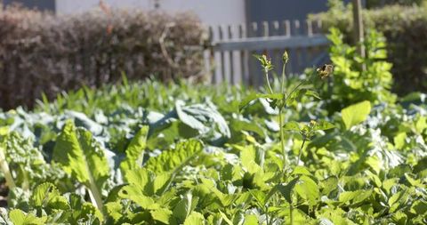 Slender wildflower stalk standing above sunlit leafy garden bed with picket fence