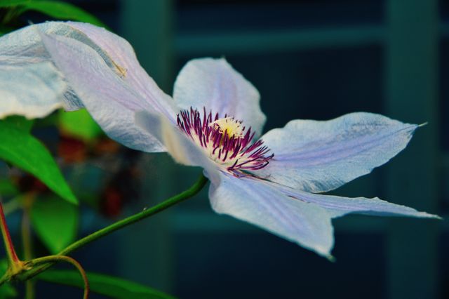 This image captures a close-up view of a white clematis flower featuring purple stamen and delicate, soft petals. Ideal for use in gardening blogs, botanical publications, nature-inspired artworks, or floral-themed designs.