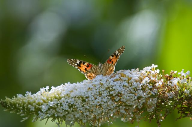 This image captures a Painted Lady butterfly resting on white flowers in sunlight. Suitable for use in gardening blogs, nature websites, or educational material about butterflies and pollination. Ideal for illustrating peaceful and natural environments.