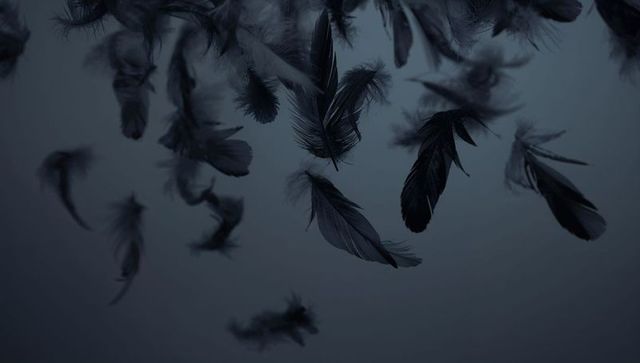 Floating dark feathers against gradient backdrop for elegant abstract design