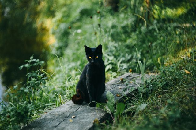 Black cat sitting on a wooden path surrounded by lush green forest under sunlight. Perfect for websites and materials related to nature, animals, natural habitats, peaceful moments, and outdoor adventures.