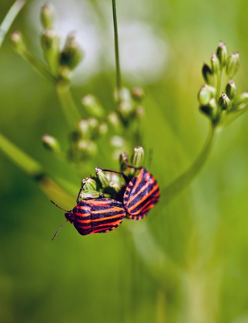 Macro View of Striped Bugs on Green Plant - Download Free Stock Images Pikwizard.com