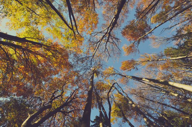 Upward view of tall trees with colorful autumn leaves against a clear blue sky. Demonstrates natural beauty and tranquil atmosphere. Suitable for content about seasonal changes, outdoor activities, nature exploration, meditation themes, and environmental awareness campaigns.