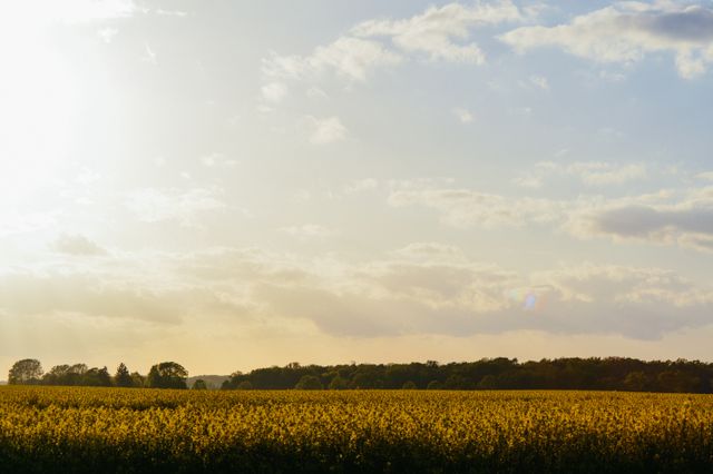 Depicts a serene countryside scene with a yellow flower field under a blue sky with scattered clouds. Sunlight casts a warm glow over the landscape, evoking a sense of peace and tranquility. Ideal for use in marketing materials for agriculture, environmental campaigns, travel brochures, or as a background in presentations to emphasize natural beauty.