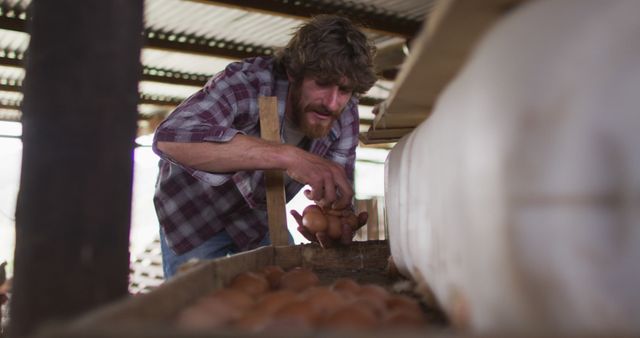 Farmer Collecting Fresh Eggs in Rural Farm Setting - Download Free Stock Images Pikwizard.com