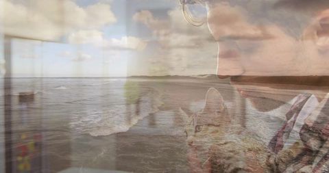 Reflective cat companion overlooks ocean through cabin window