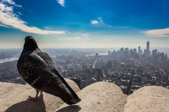 A pigeon perching on a rooftop edge with a sprawling cityscape in the background under a clear blue sky. This image showcases the urban environment from an elevated perspective, capturing the contrast between wildlife and city life. Ideal for use in travel blogs, urban wildlife articles, websites discussing city life, or promotional material highlighting city attractions.