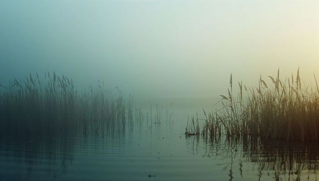 Tranquil morning mist over serene reedy lake landscape