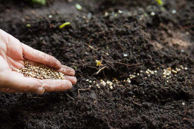 Cropped hands of woman with seeds over dirt at backyard