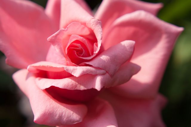 Close-up of Elegant Pink Rose in Bloom - Download Free Stock Photos Pikwizard.com