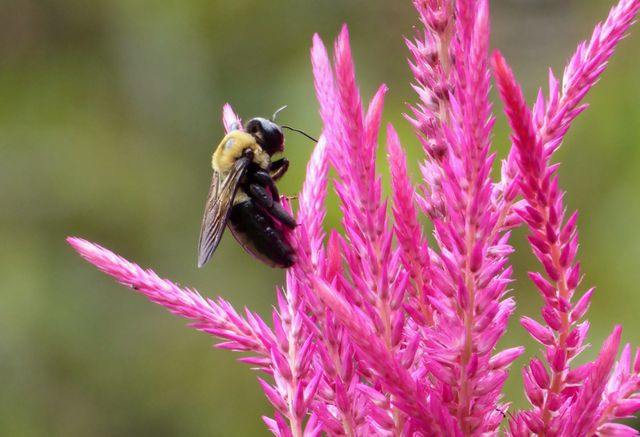 Close-up view of a bee diligently pollinating vibrant pink flowers in a garden. Ideal for illustrating themes of pollination, nature conservation, ecological balance, and the beauty of natural environments. This can be used for educational materials, advertisements, articles, or gardening websites to emphasize the importance of bees in ecosystems.