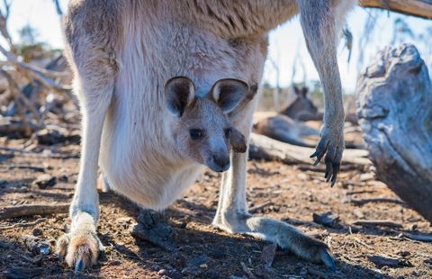 Baby Kangaroo in Mother's Pouch in Wildlife Habitat