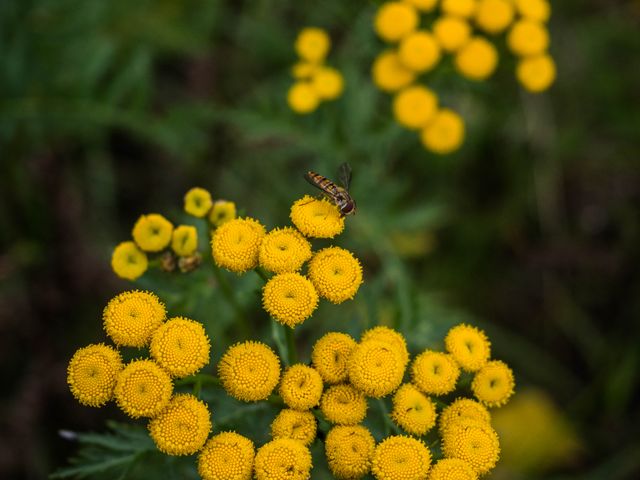 Depicts a hoverfly engaging in pollination on yellow wildflowers; suitable for use in articles about pollinators, biodiversity conservation, or gardening. Great for educational content on ecology or natural insect behavior. Ideal for nature blogs, environmental campaigns, and wildlife presentations.