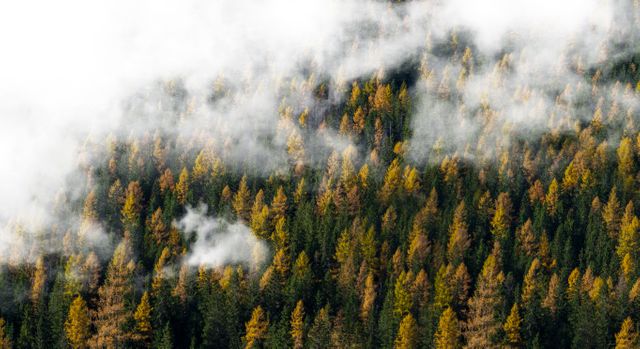 Dense evergreen forest with golden autumnal hues, shrouded in a layer of morning fog. Ideal for use in nature-related publications, environmental campaigns, landscape photography collections, and travel websites to evoke a serene and tranquil atmosphere. Suitable for promoting outdoor activities and natural beauty.