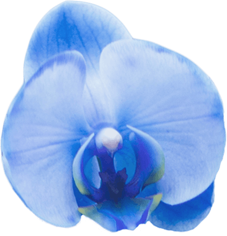 Elegant blue orchid flower on transparent background