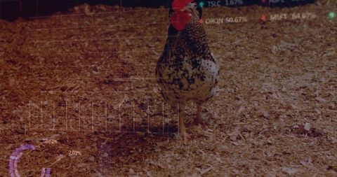 Speckled rooster standing on wood shavings lifting leg with futuristic hud data overlay