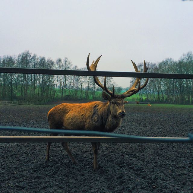 Mature deer standing in nature reserve enclosure with forest in background on gloomy day. Ideal for use in educational materials about wildlife, conservation, and habitat preservation. Suitable for nature and wildlife photography collections, rural lifestyle promotions, and environmental awareness campaigns.