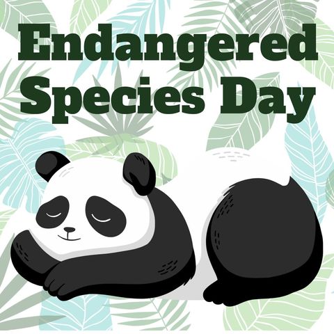 Panda illustration for endangered species day awareness