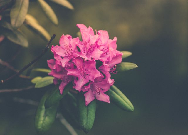 Close-up view of a vibrant pink rhododendron flower surrounded by lush green leaves, set against a soft, natural background. Ideal for use in botanical studies, nature-themed projects, garden magazines, and floral decorations.