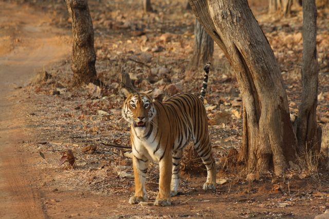 Bengal tiger walking on dirt path among tall trees in natural forest environment. Ideal for use in wildlife conservation materials, nature documentaries, educational content about big cats, and travel promotions for wildlife safaris.