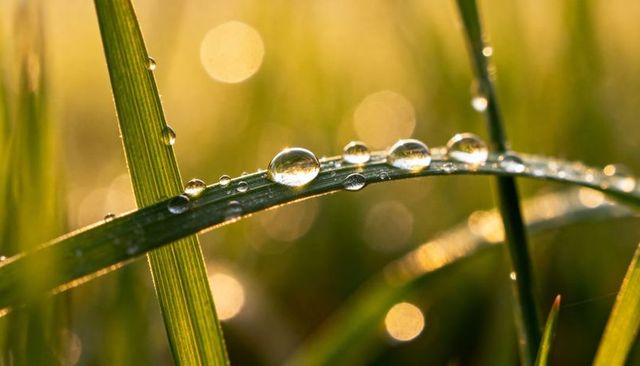Sunlight catching dew drops on curved grass blade with golden bokeh - morning closeup