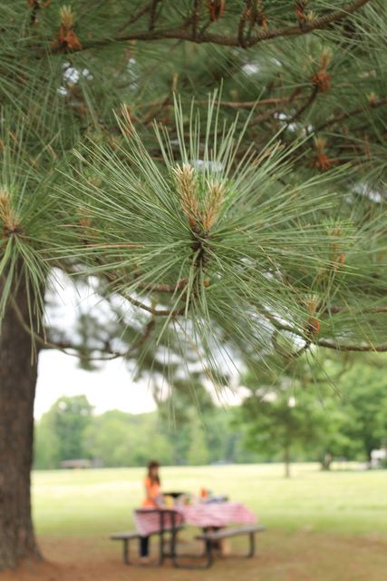 Pine needles come into sharp focus while the background includes a slightly blurred image of a picnic table in a natural park setting. Great for illustrations of nature walks, outdoor activities, relaxation, or articles on parks and green spaces.