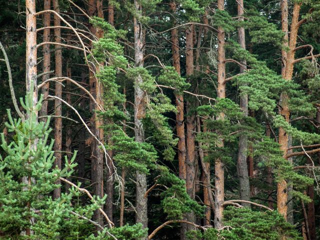 Lush Evergreen Forest Trees Standing Tall in Nature's Embrace - Download Free Stock Photos Pikwizard.com