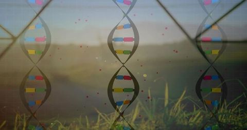 Dna helix overlay over sunrise meadow with colorful base pairs and grid concept