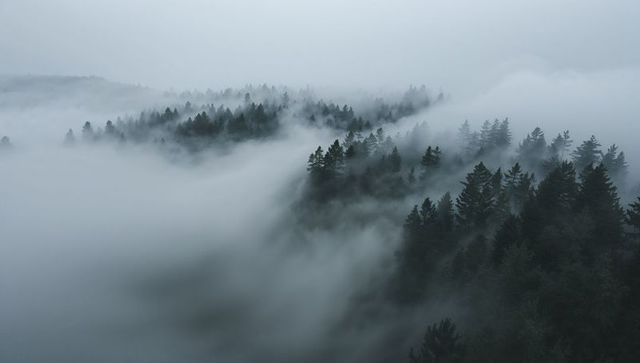 Gliding fog revealing conifer ridgelines and distant silhouettes over moody mountain valley
